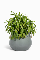 Belly - Teal Gray - Fiberglass planter