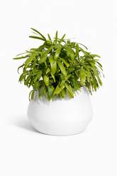 Belly - White - Fiberglass planter