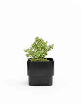 Groove - Black (M) - Fiberglass Planter