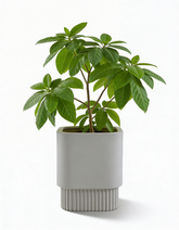 Groove - Ivory - Fiberglass Planter