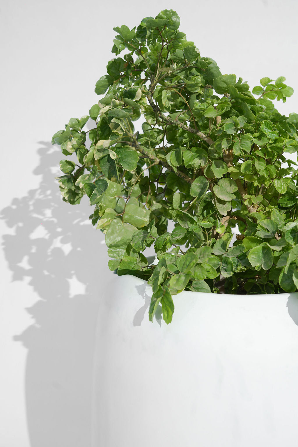 Pod - White - Fiberglass planter