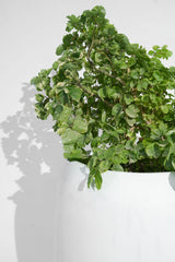 Pod - White - Fiberglass planter