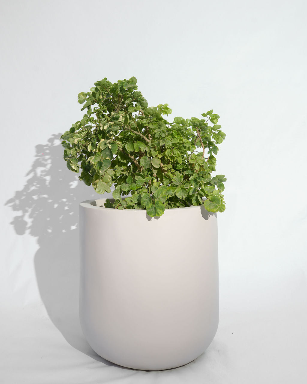 Core - White - Fiberglass Planter