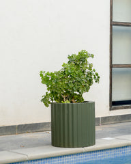 Ripple - Army Green - Fiberglass Planter